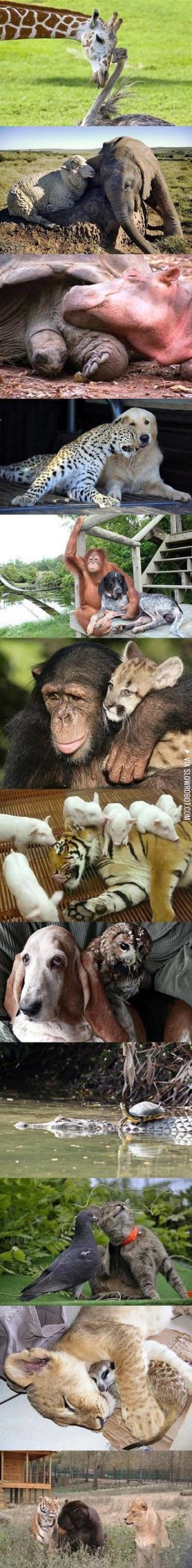 Animals+and+their+friends.