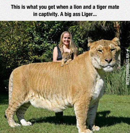 When+a+lion+and+a+tiger+mate.