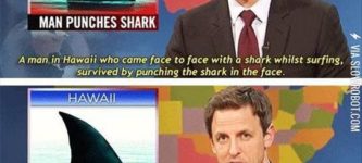 Man+punches+shark.