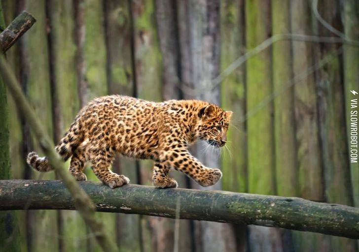 Oh..+Those+paws%26%238230%3B