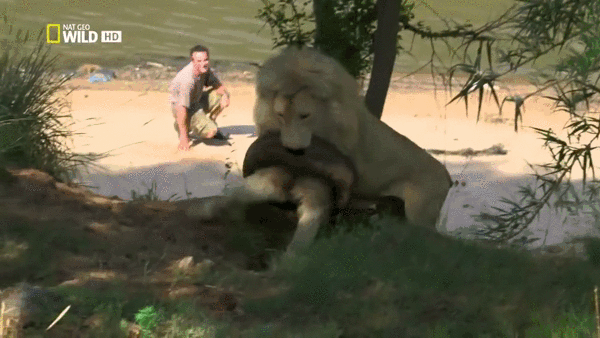 The+king+of+the+jungle.