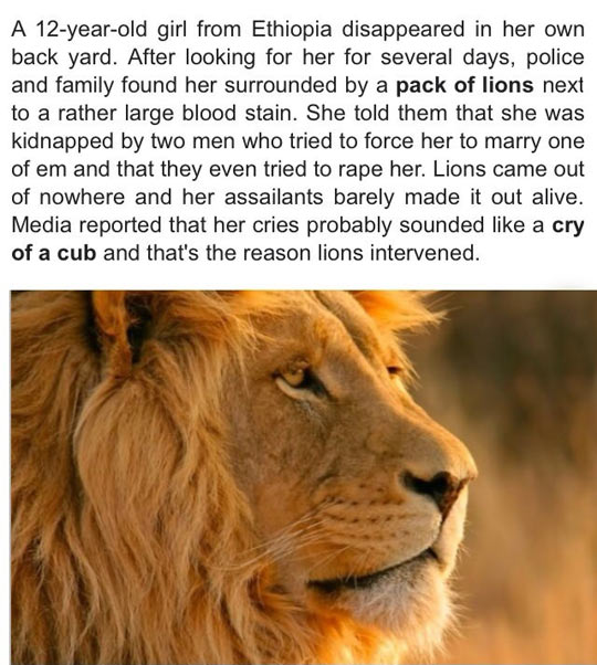 Lions+Protect+Kidnapped+Girl