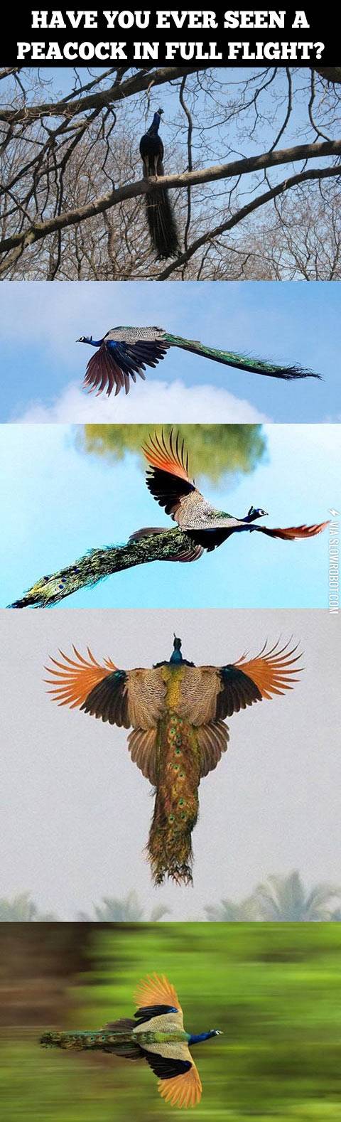 A+peacock+in+full+flight.
