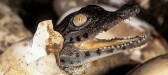 A+BABY+CROCODILE+HATCHING.