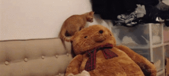 Funny+Cat+Jealous+of+the+New+Teddy+Bear