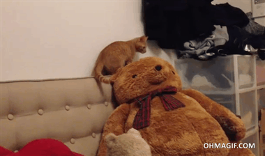 Funny+Cat+Jealous+of+the+New+Teddy+Bear
