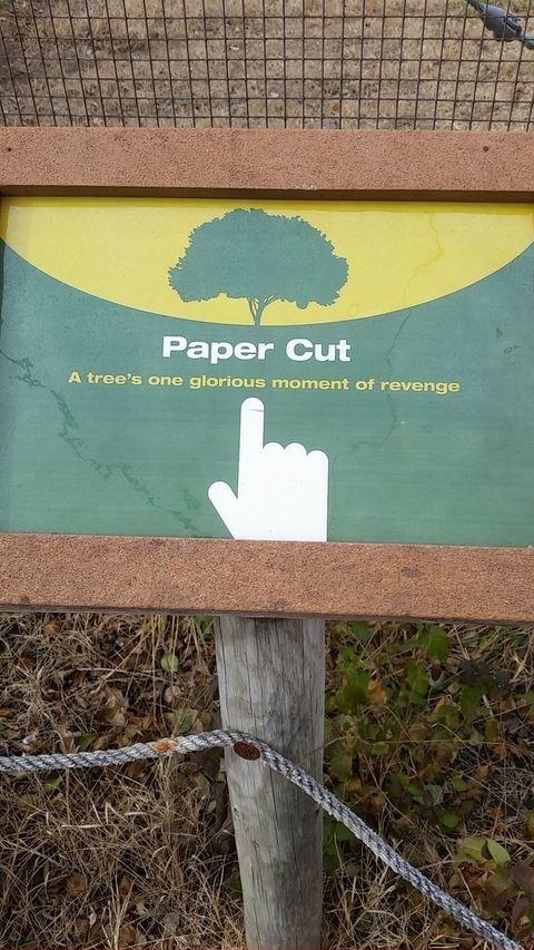 The+dead+trees+fights+back