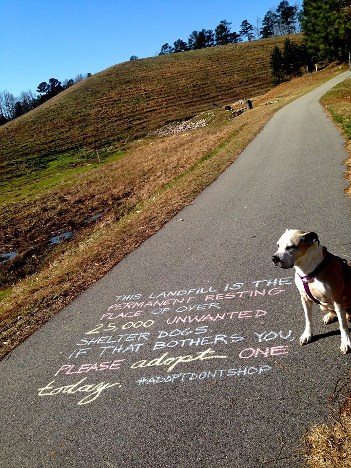 Here+lie+25%2C000+unwanted+shelter+dogs