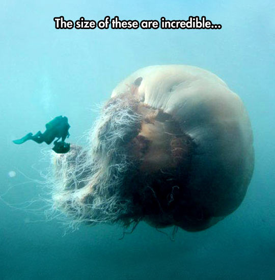 Diver+Finds+Monster+Jellyfish