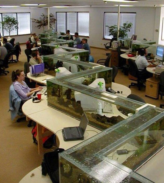 Epic+Office+Fish+Tank