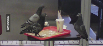 Saw+a+pigeon+having+a+job+interview+earlier.+I+hope+he+got+it.