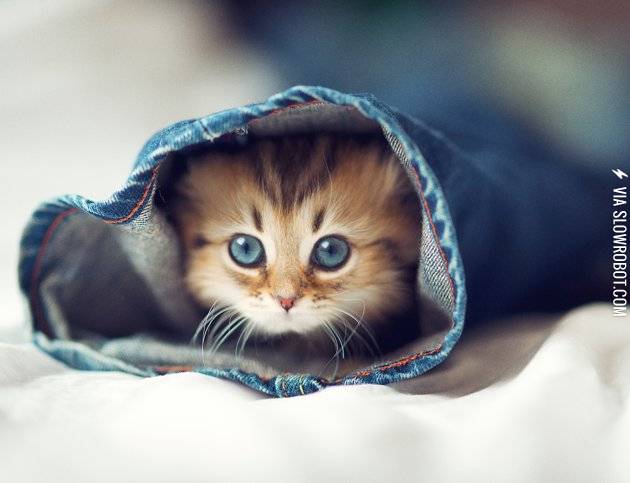 Daisy+%26%238211%3B+The+World%26%238217%3Bs+Cutest+Kitten