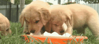 Puppies+eating+ice+cubes.