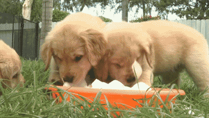 Puppies+eating+ice+cubes.