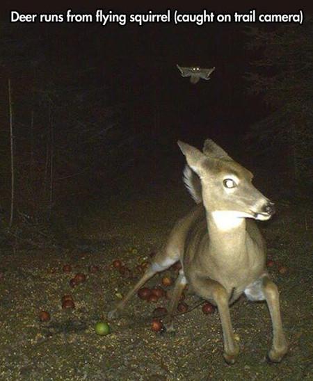 Deer+Runs+From+Flying+Squirrel