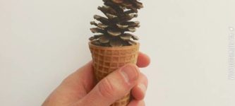 Pine+cone.