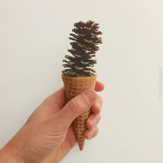 Pine+cone.