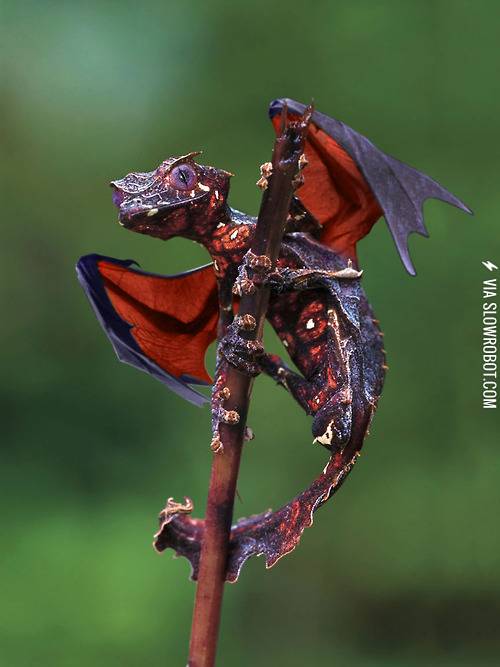 satanic+leaf+tailed+gecko+with+flying+fox+wings+%28aka+little+dragon%29
