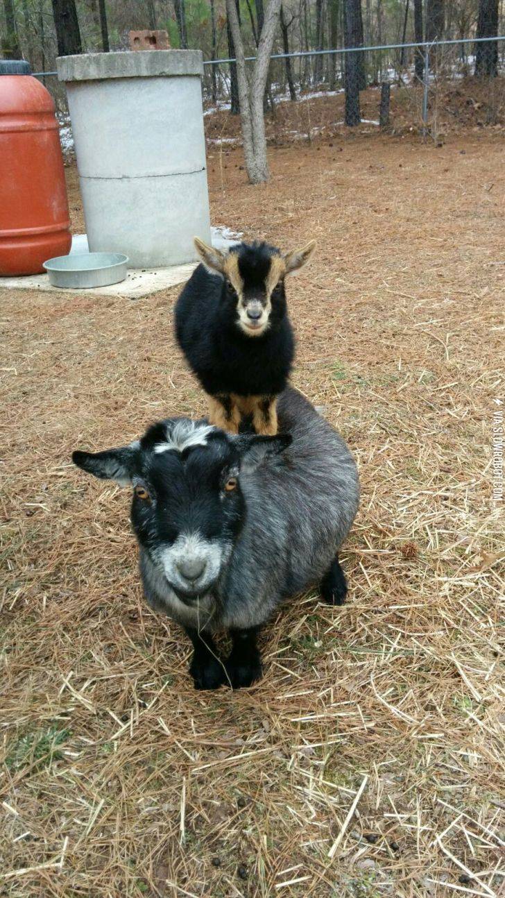 Here+is+a+goat+on+top+of+a+goat.