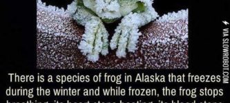 Frogs+in+Alaska.