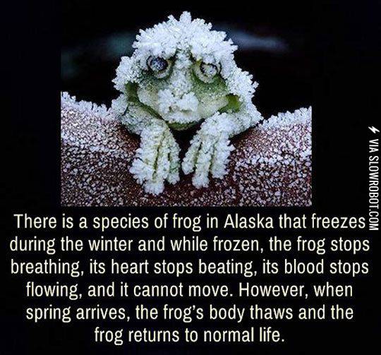 Frogs+in+Alaska.