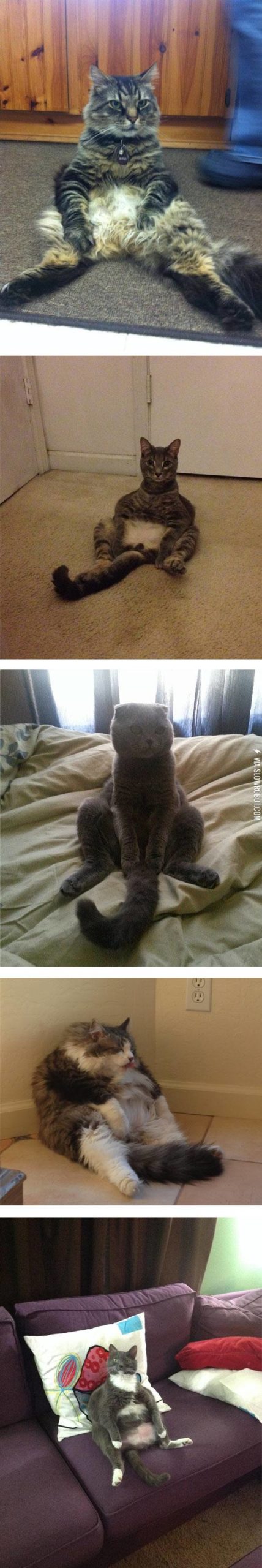 Cats+sitting+like+humans.