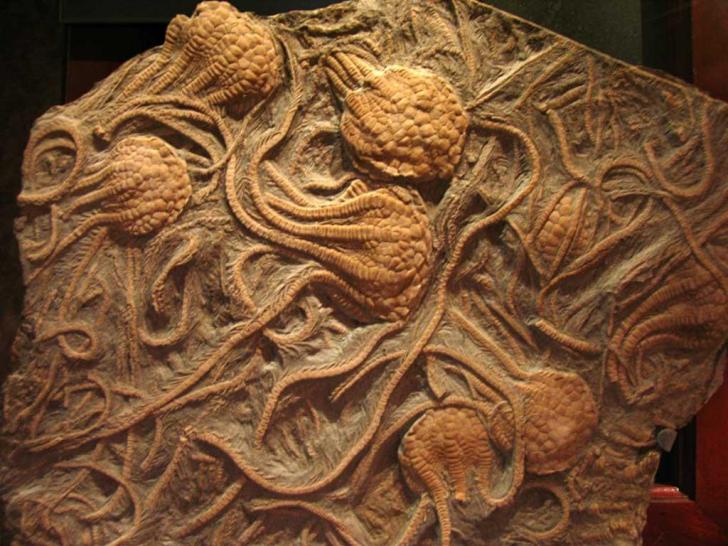 Fossilized+crinoids+from+the+Kansas+ocean+of+the+Cretaceous+Period