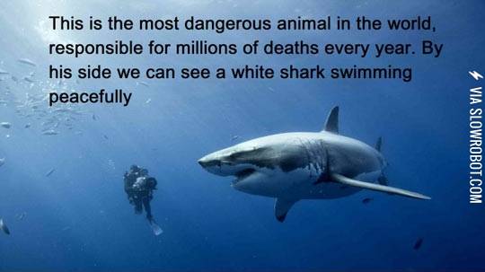 The+most+dangerous+animal+in+the+world.