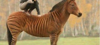 Zebra+%2B+horse+%3D+Zorse