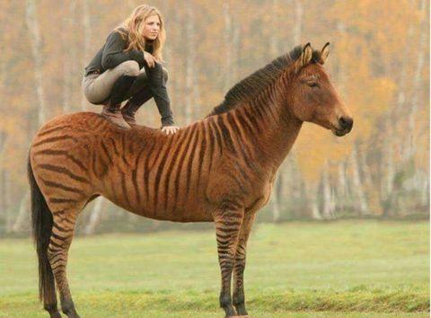 Zebra+%2B+horse+%3D+Zorse