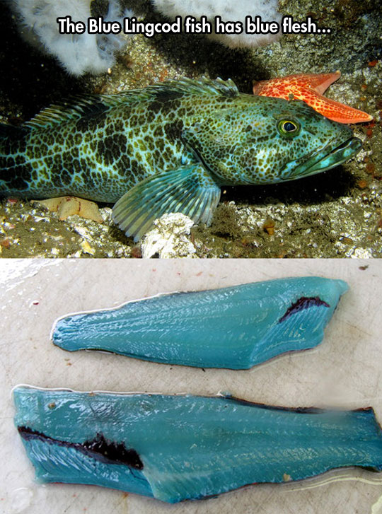 The+blue+lingcod