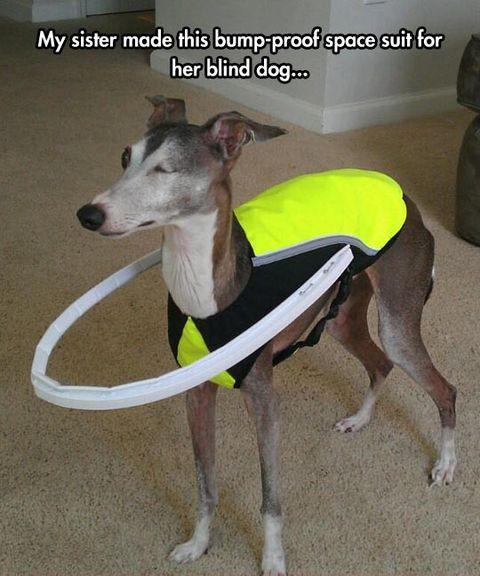Helping+a+blind+dog