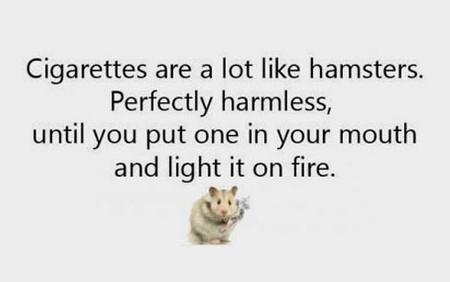 Cigarettes+Are+A+Lot+Like+Hamsters