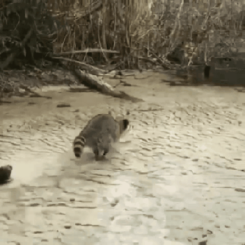 Raccoon+knows+what+he+wants