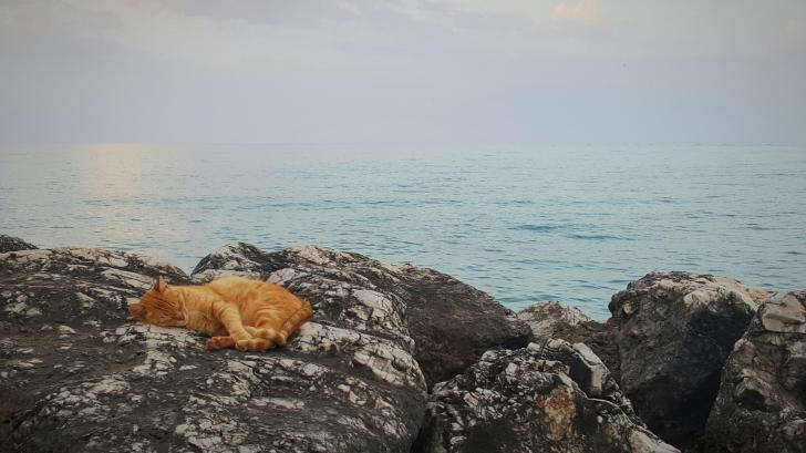 I+saw+this+cat+relaxing+beside+the+mediterranean+sea+during+my+trip+in+Spain.