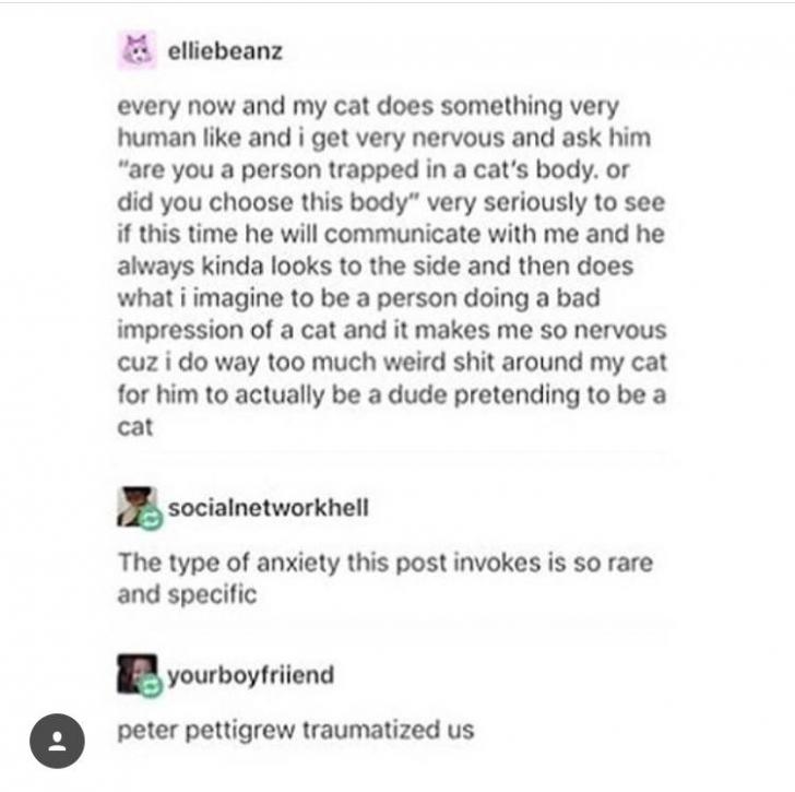 I+guess+you+could+say+OP+is+feline+anxious