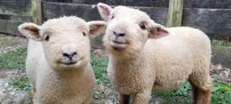 Little+fluffy+sheeps
