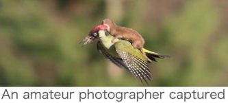 Weasel+riding+a+Woodpecker