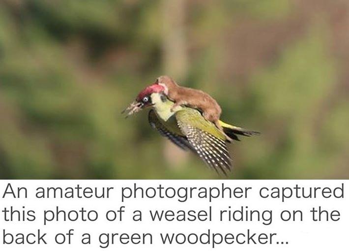 Weasel+riding+a+Woodpecker