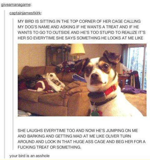 the+poor+dog+is+probably+so+confused