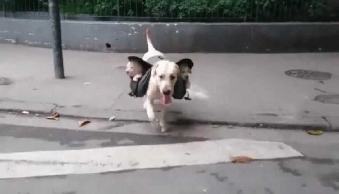 Subwoofers