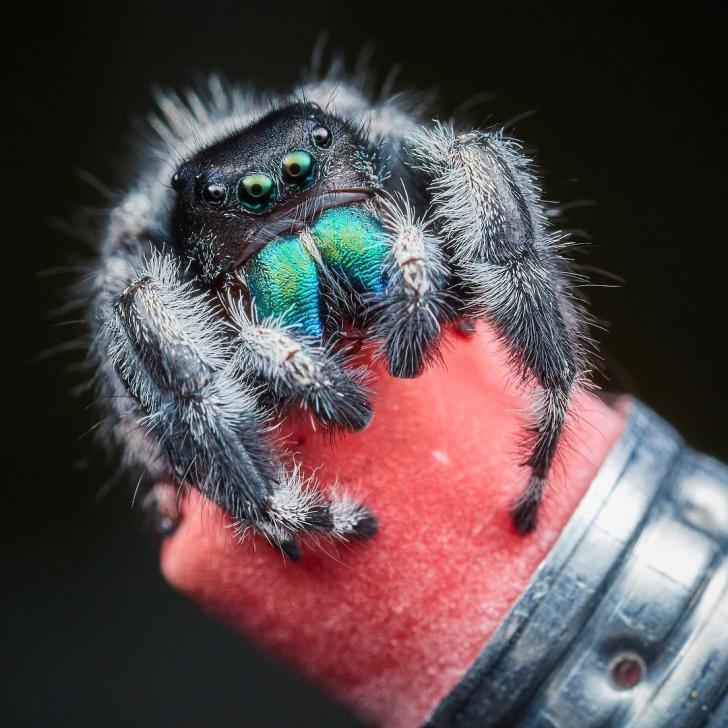 This+is+a+photo+of+Mr.+Nancy.+He%26%238217%3Bs+small+enough+to+fit+on+the+end+of+a+pencil+eraser%2C+but+has+a+huge+personality%21