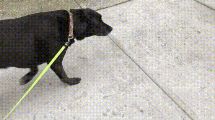 Walking+an+11+year+old+dog+vs+a+6+month+old+dog