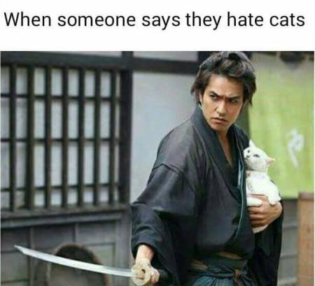 When+Someone+Says+They+Hate+Cats..