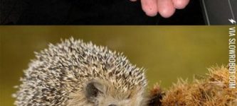 A+hedgehog%26%238217%3Bs+life.