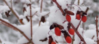 Snow+Berries