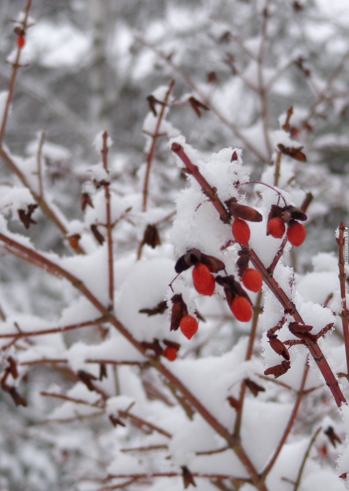 Snow+Berries
