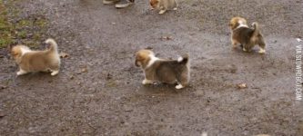 Corgi+pups%21