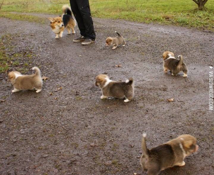 Corgi+pups%21