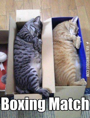A+boxing+match+for+cats.